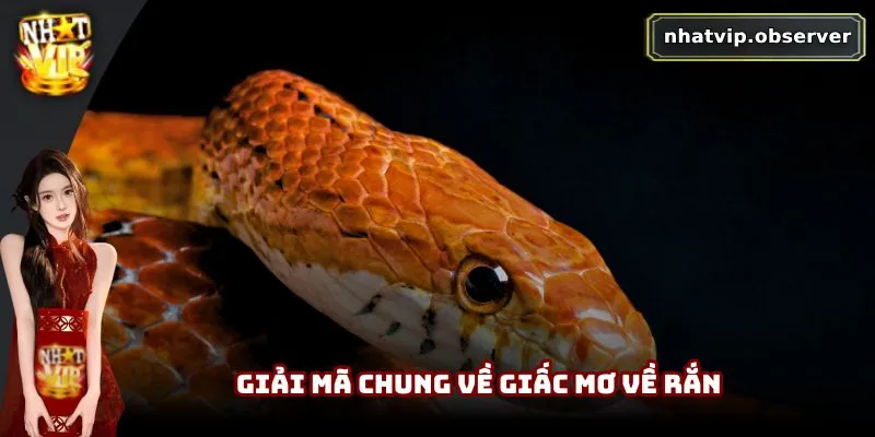 Giải mã chung về giấc mơ về rắn