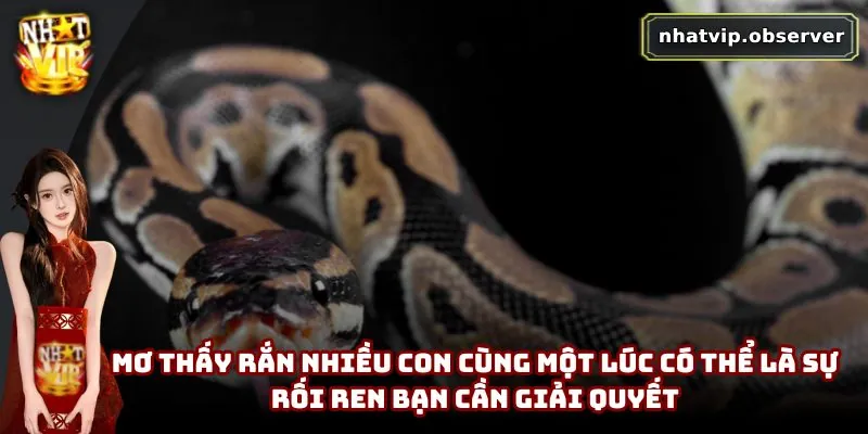 Mơ thấy rắn nhiều con cùng một lúc có thể là sự rối ren bạn cần giải quyết